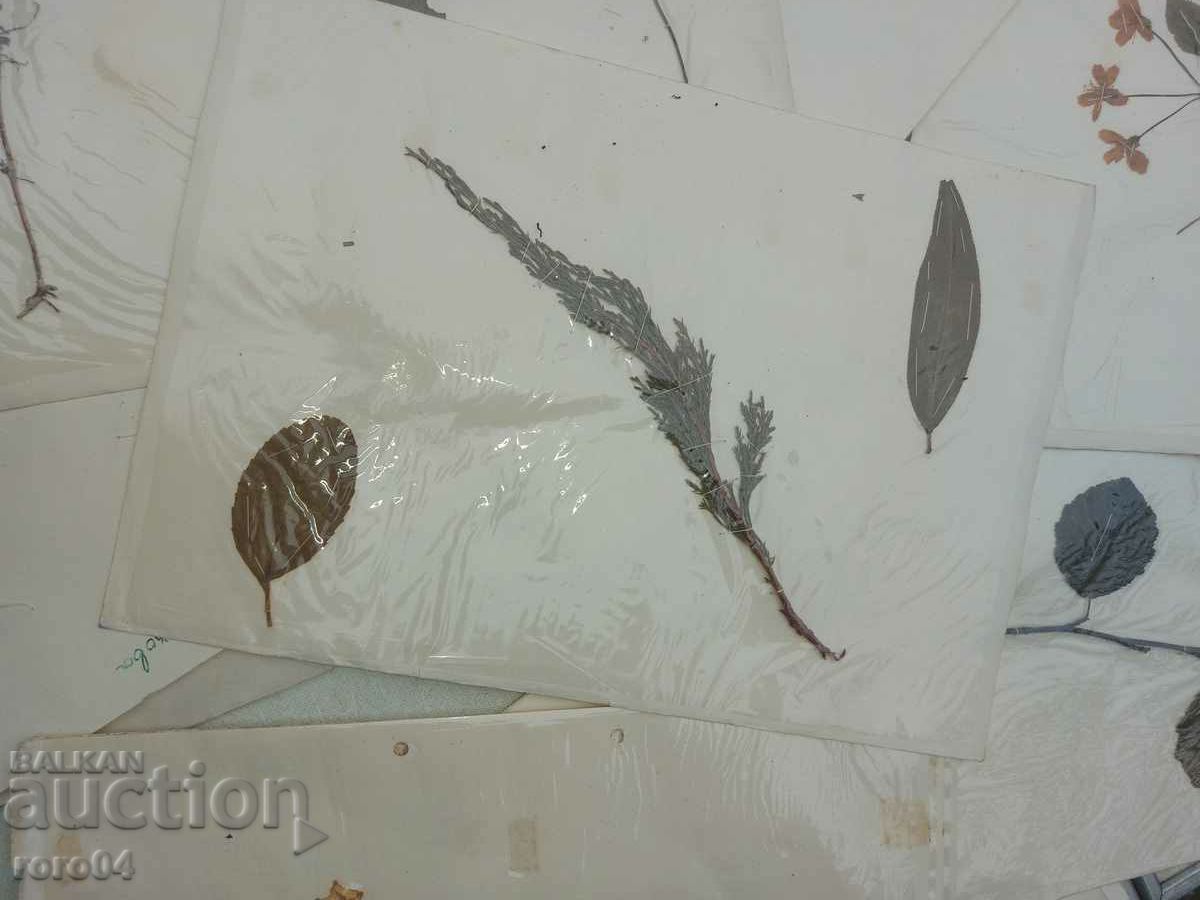 Auction HERBARIUM - 17 LEAVES - IN BLOCK Auction HERBARIUM - 17 LEAVES - IN BLOCK