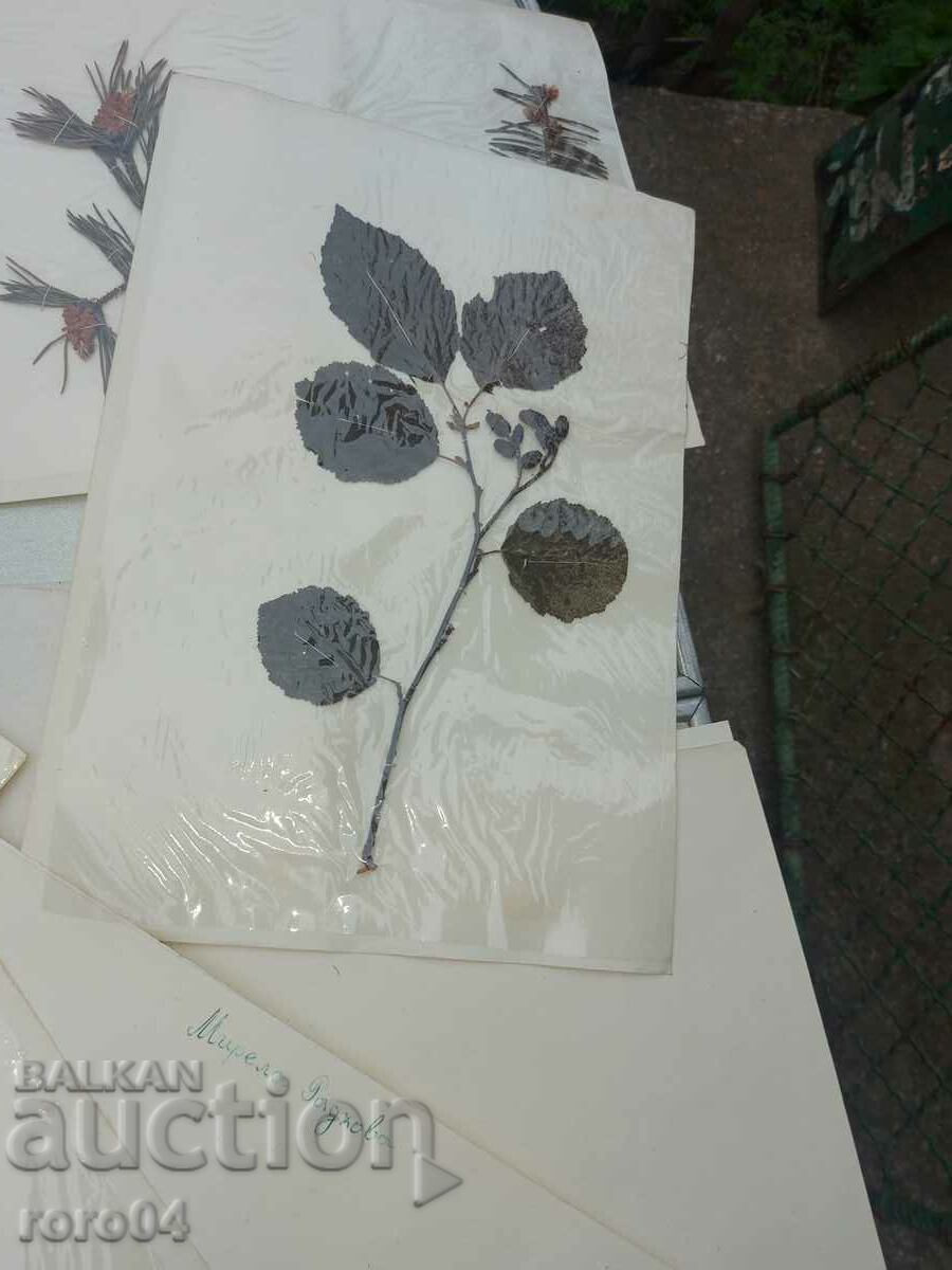 Παράδοση ΒΕΡΒΑΡΙΟ - 17 ΦΥΛΛΑ - ΣΕ ΜΠΛΟΚ