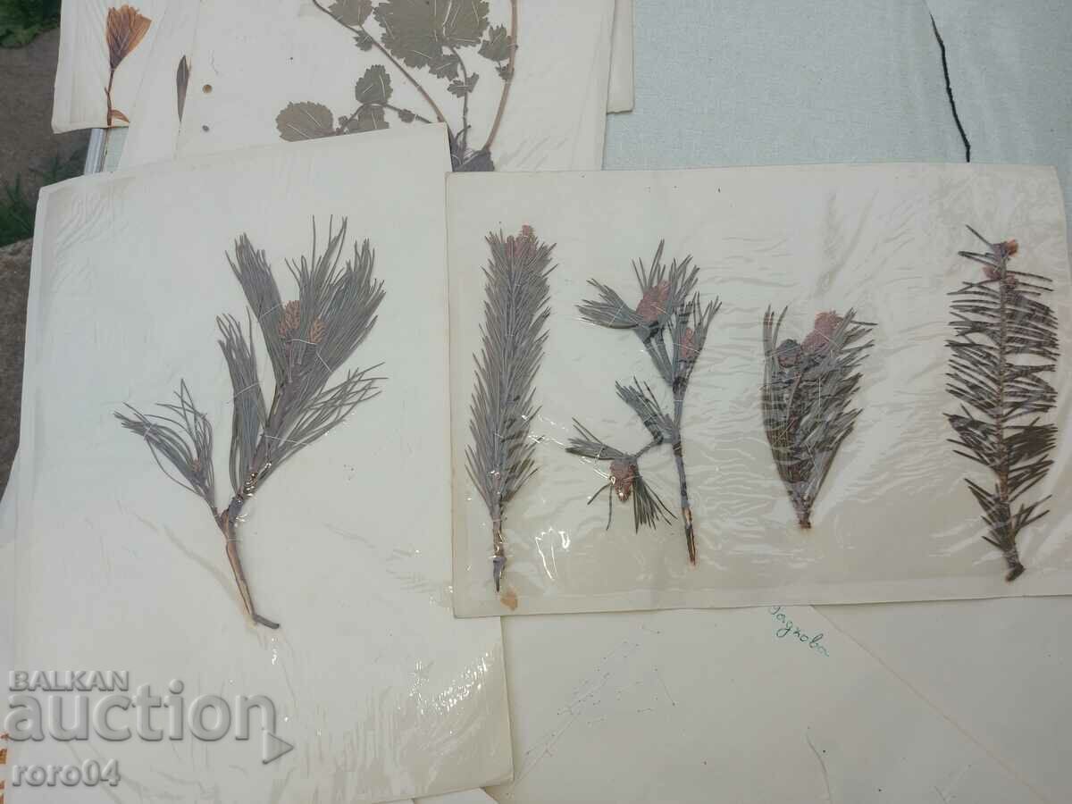 HERBARIUM - 17 LEAVES - IN BLOCK - 5 HERBARIUM - 17 LEAVES - IN BLOCK - 5