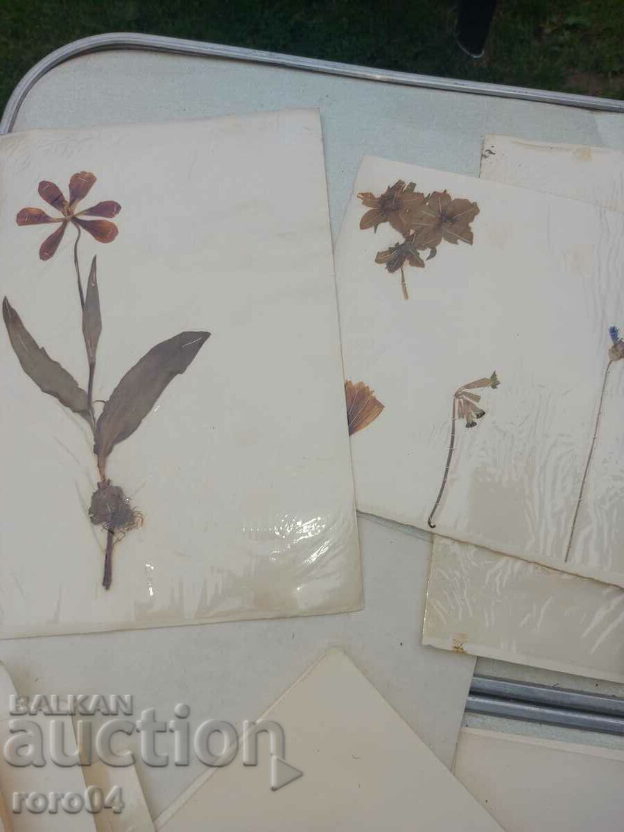 HERBARIUM - 17 LEAVES - IN BLOCK - 6 HERBARIUM - 17 LEAVES - IN BLOCK - 6