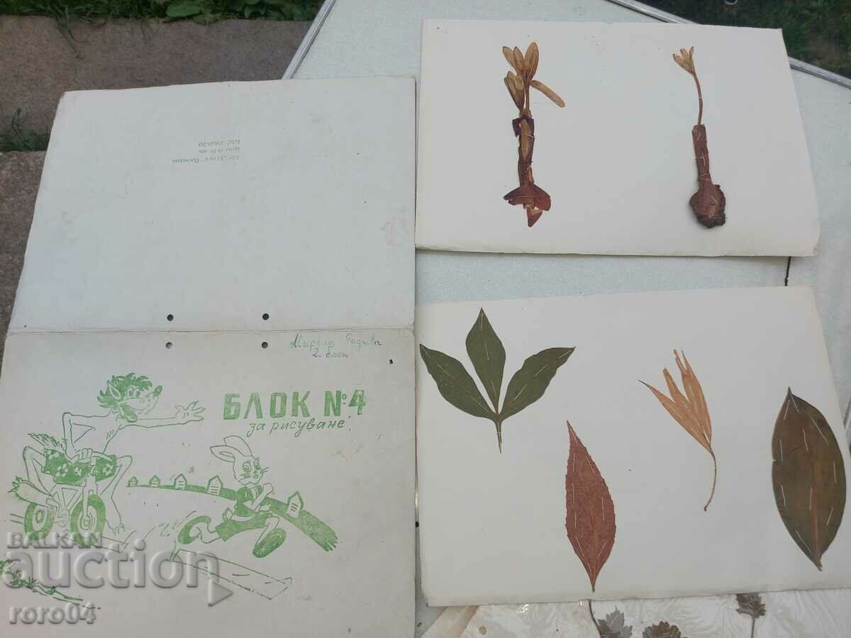 HERBARIUM - 17 LEAVES - IN BLOCK - 7 HERBARIUM - 17 LEAVES - IN BLOCK - 7