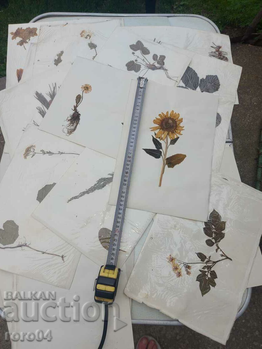 ΒΕΡΒΑΡΙΟ - 17 ΦΥΛΛΑ - ΣΕ ΜΠΛΟΚ