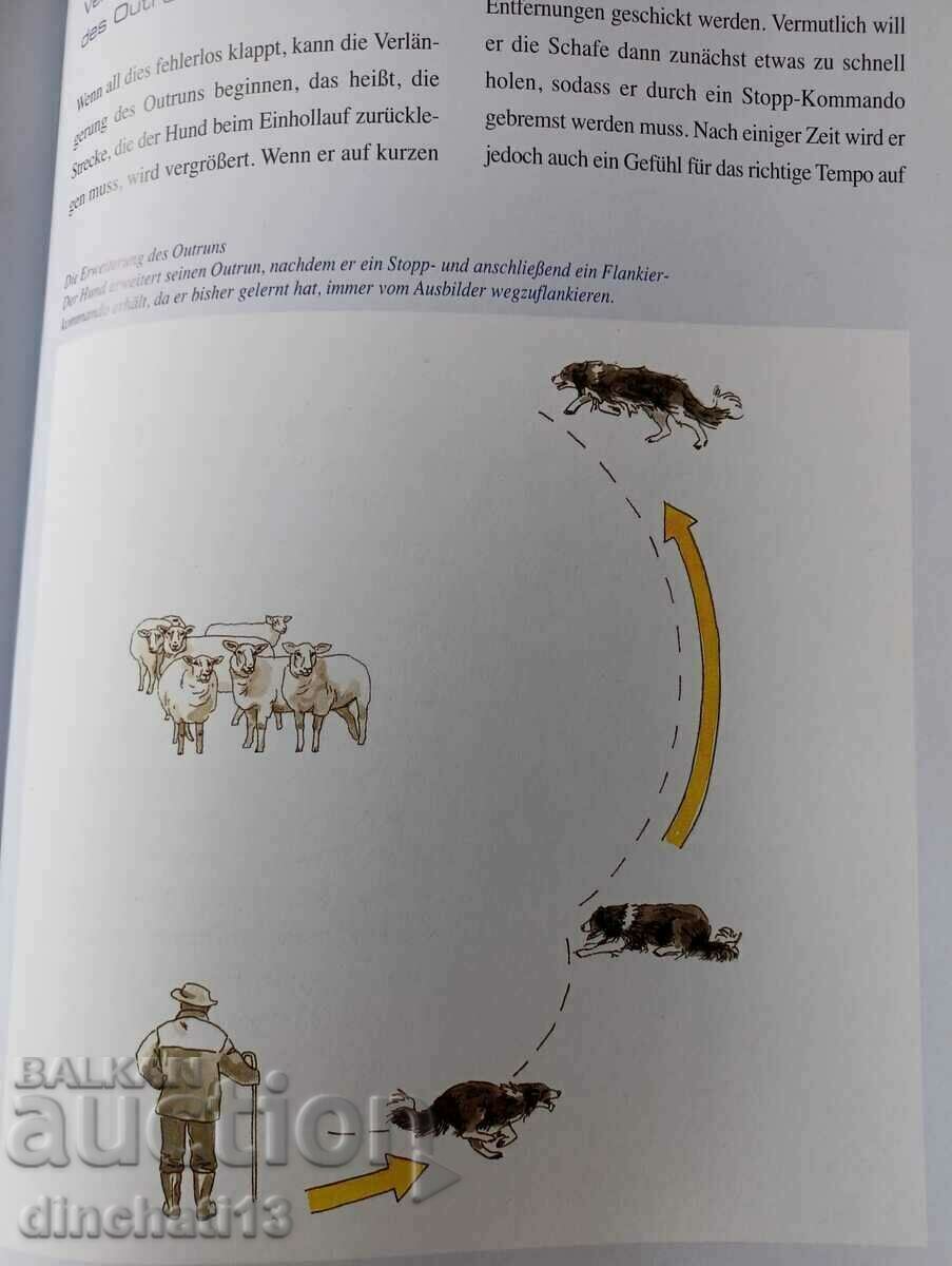 Border Collies: Hunde auf der Grenze zwischen Genie und Wahn - 6