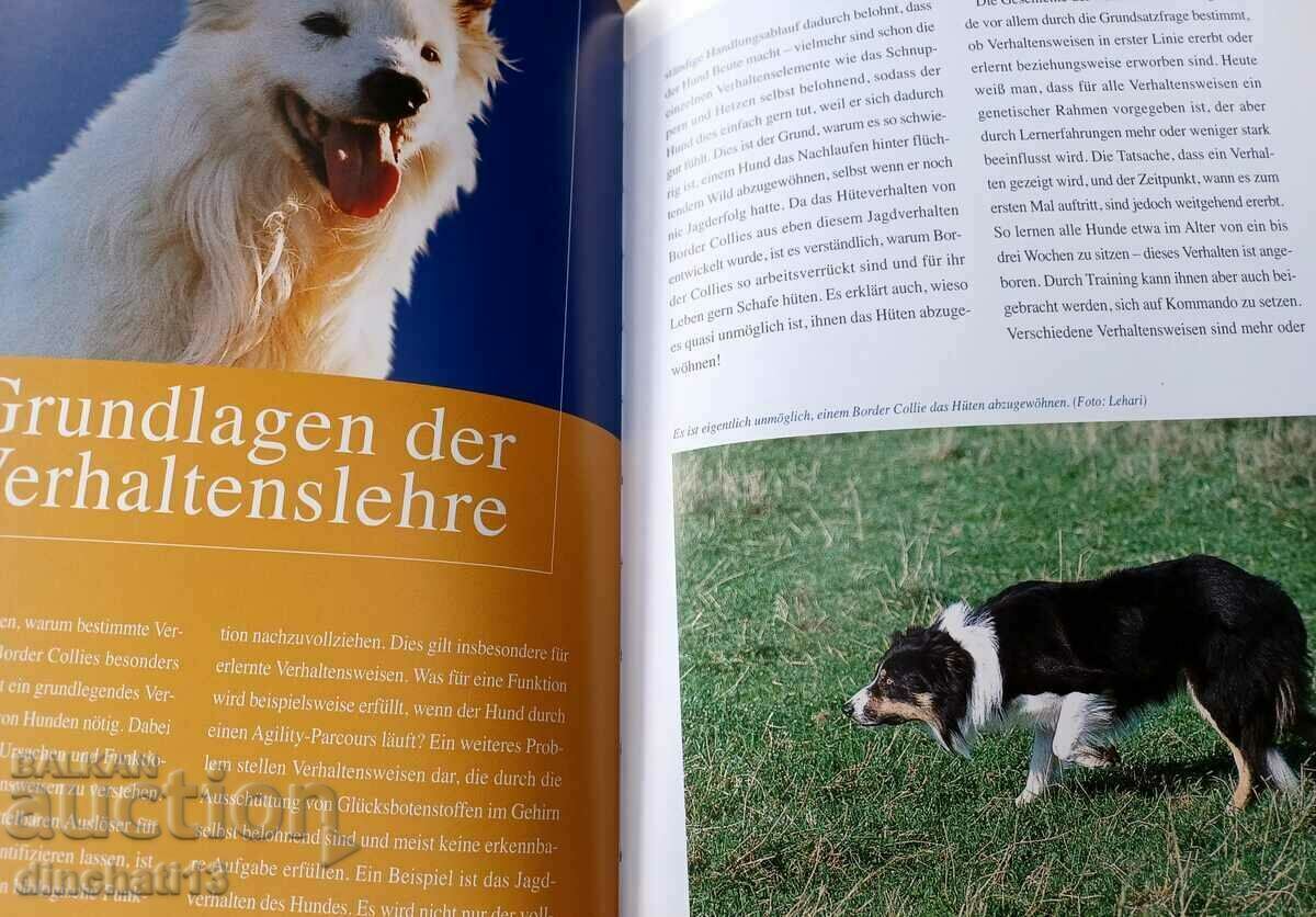 Border Collies: Hunde auf der Grenze zwischen Genie und Wahn - 7