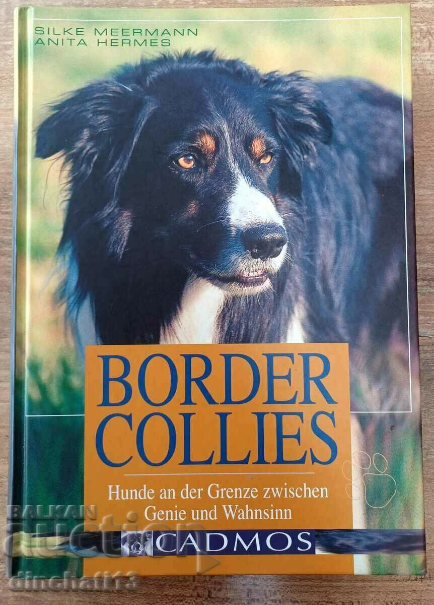 Border Collies: Hunde auf der Grenze zwischen Genie und Wahn