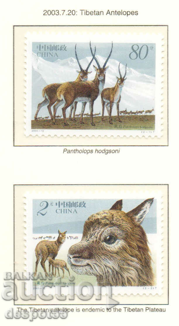 2003. China. Antilopa himalayană.
