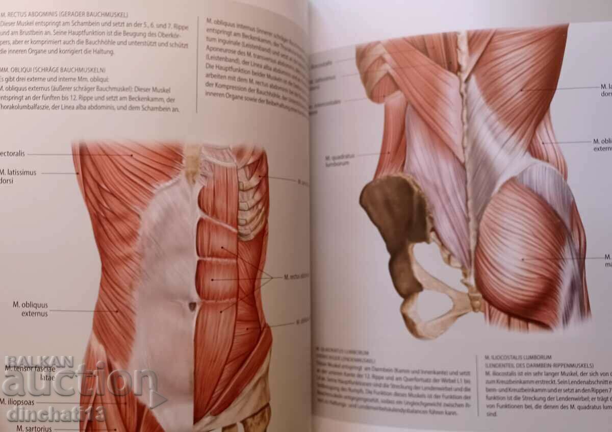 Anatomie & Stretching (Anatomy & Sport): Muscles in Action - 6 Anatomie & Stretching (Anatomy & Sport): Muscles in Action - 6