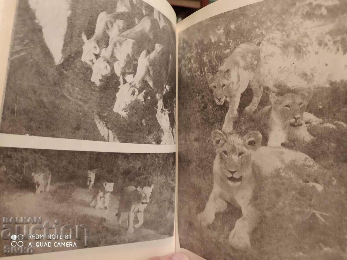 Auction Elsa the Lioness, Joy Adamson, many photos Auction Elsa the Lioness, Joy Adamson, many photos