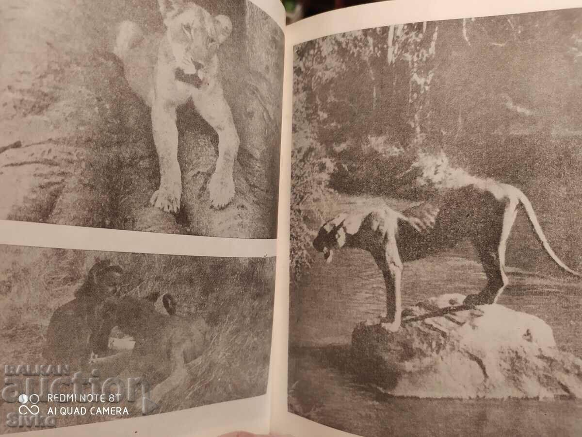 Elsa the Lioness, Joy Adamson, many photos - 5 Elsa the Lioness, Joy Adamson, many photos - 5