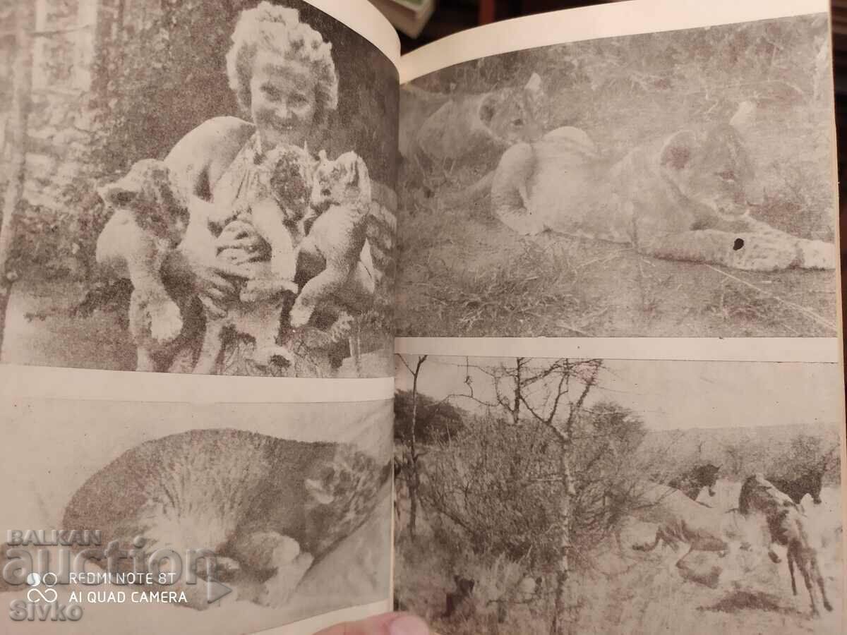 Elsa the Lioness, Joy Adamson, many photos - 7 Elsa the Lioness, Joy Adamson, many photos - 7