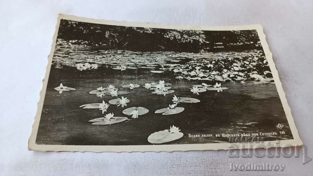 П К Созополъ Водни лилии въ Царската река 1935