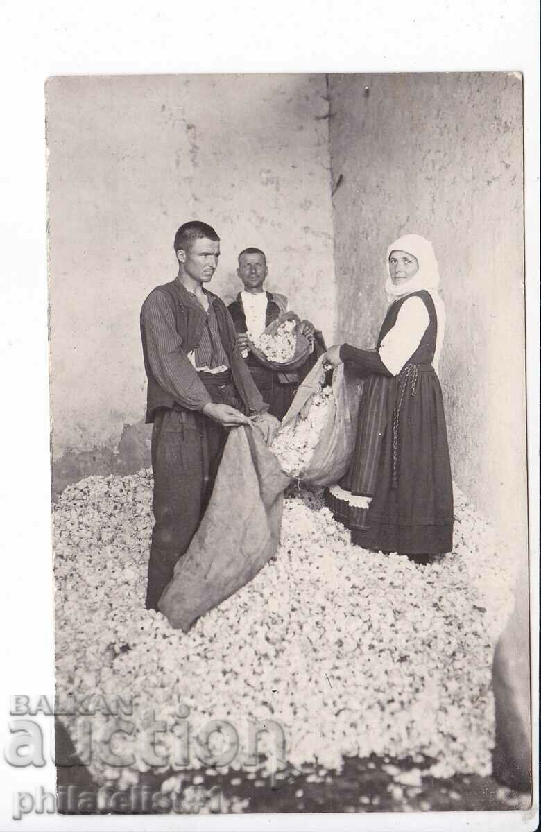 SVILENGRAD Collecting cocoons postcard from around 1930.