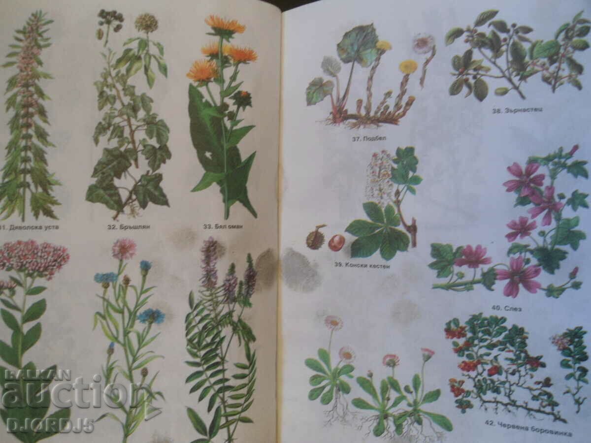 Auction Herbs, recipes, herbal medicine Auction Herbs, recipes, herbal medicine