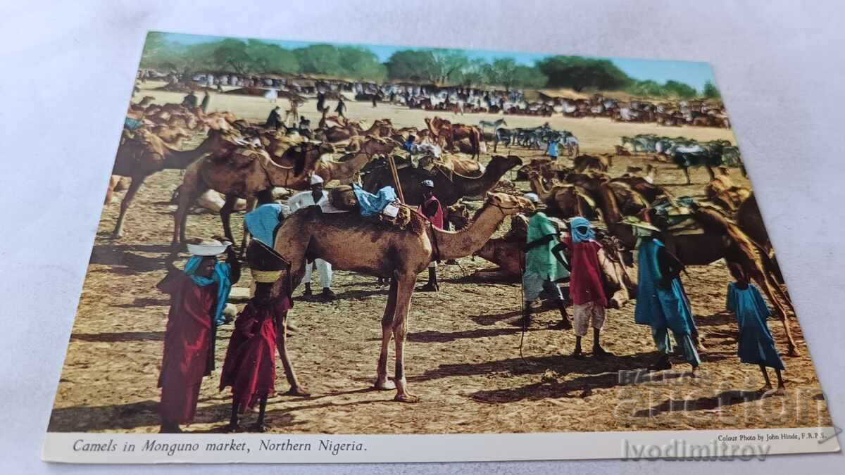 Postcard Camel in Monguno Market