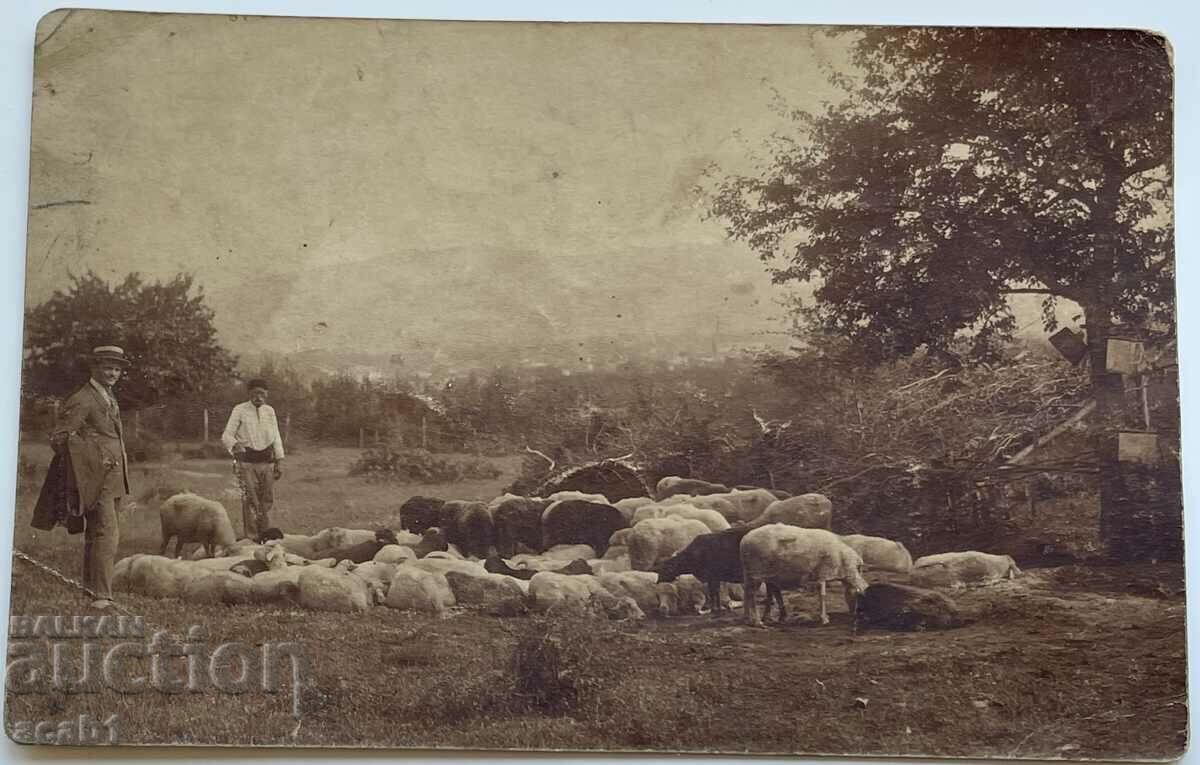 Stara planina shepherd shepherd