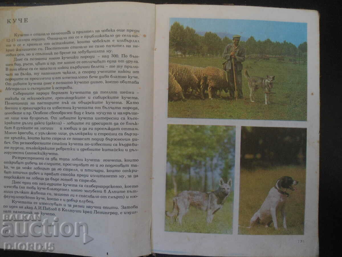 Auction Children's copy for plants and animals Auction Children's copy for plants and animals