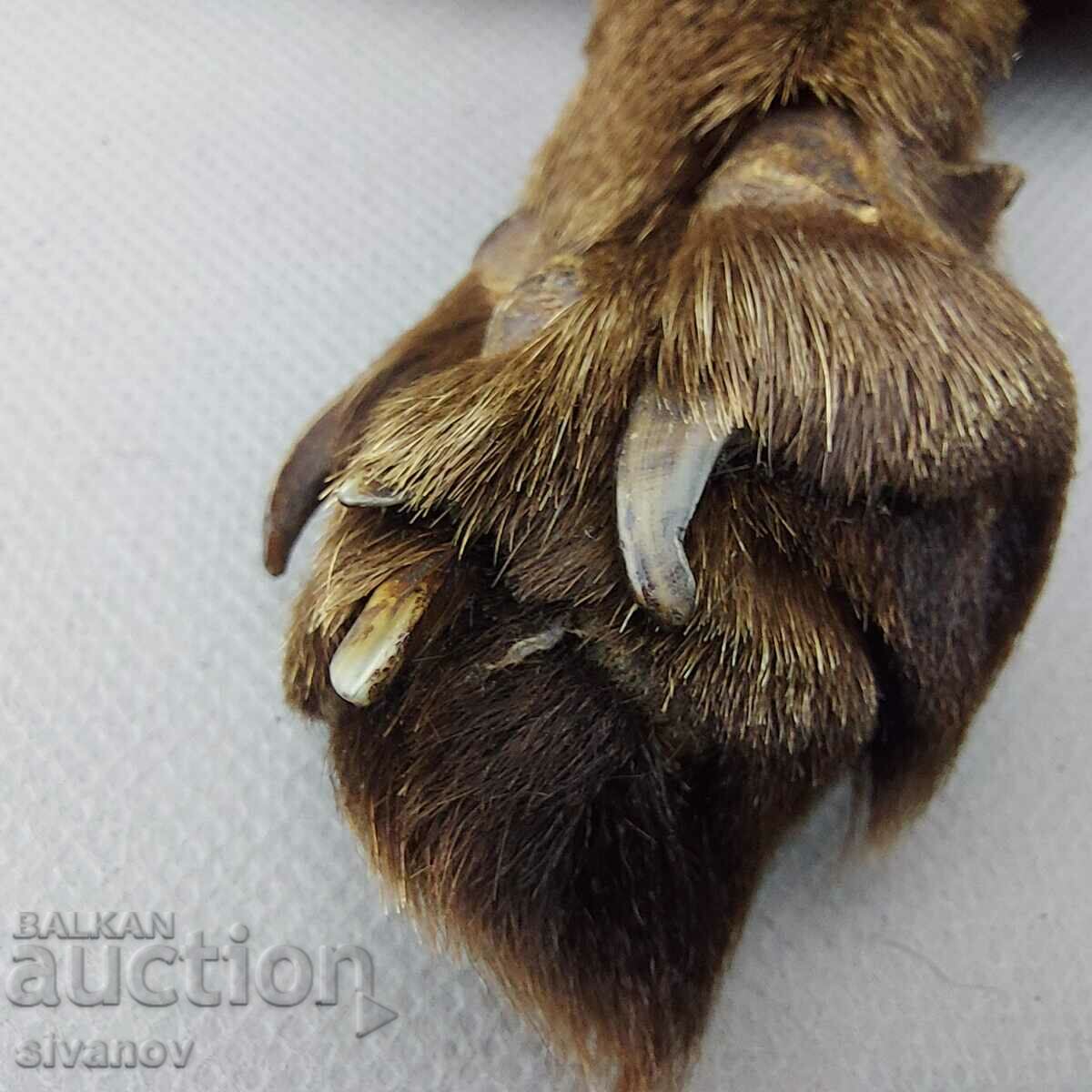 Delivery of Old fox fur leather collar #0287 Delivery of Old fox fur leather collar #0287