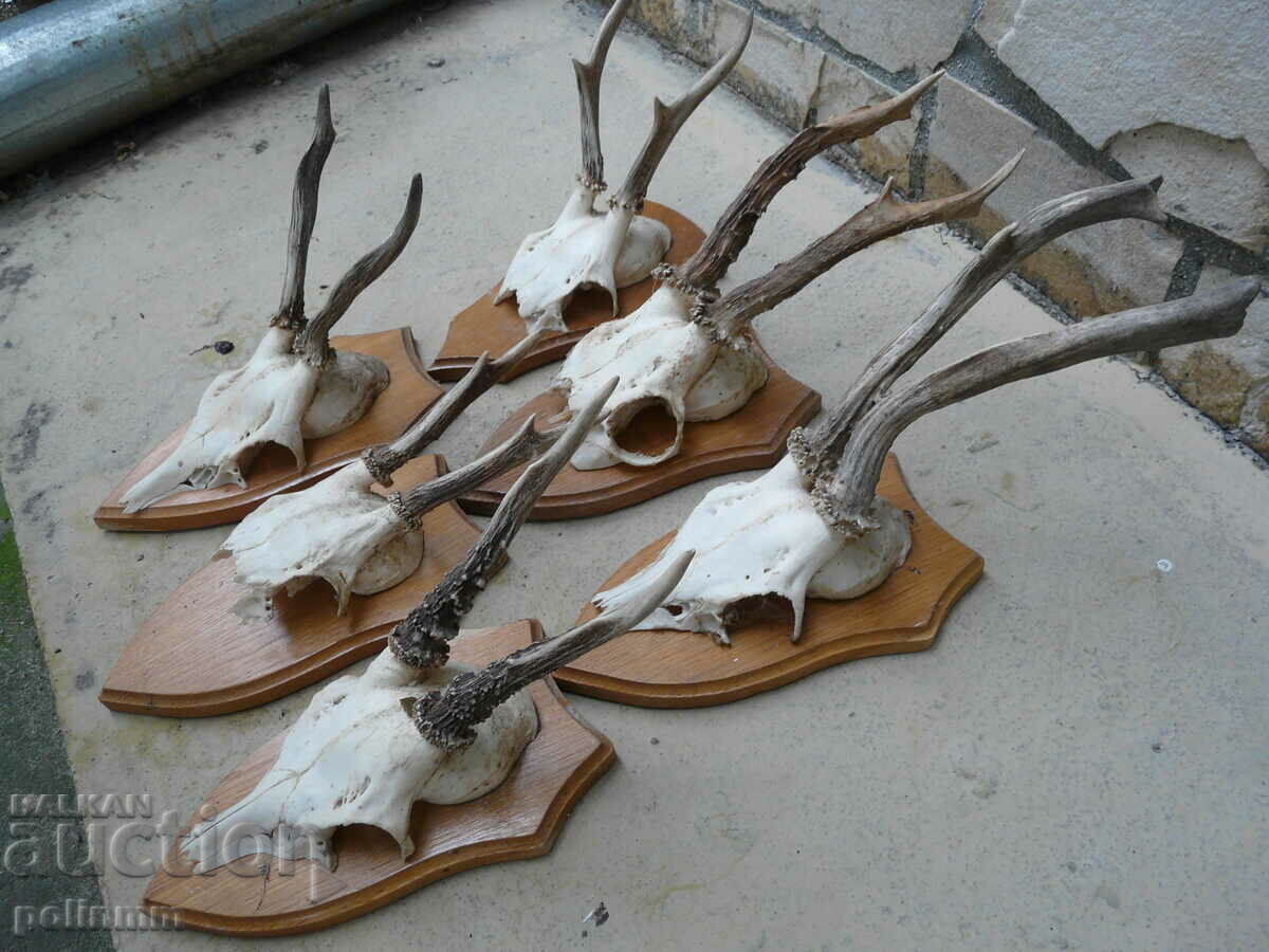 Old German trophies - 6 pieces with price 120.00 BGN | € 61.36 Old German trophies - 6 pieces with price 120.00 BGN | € 61.36