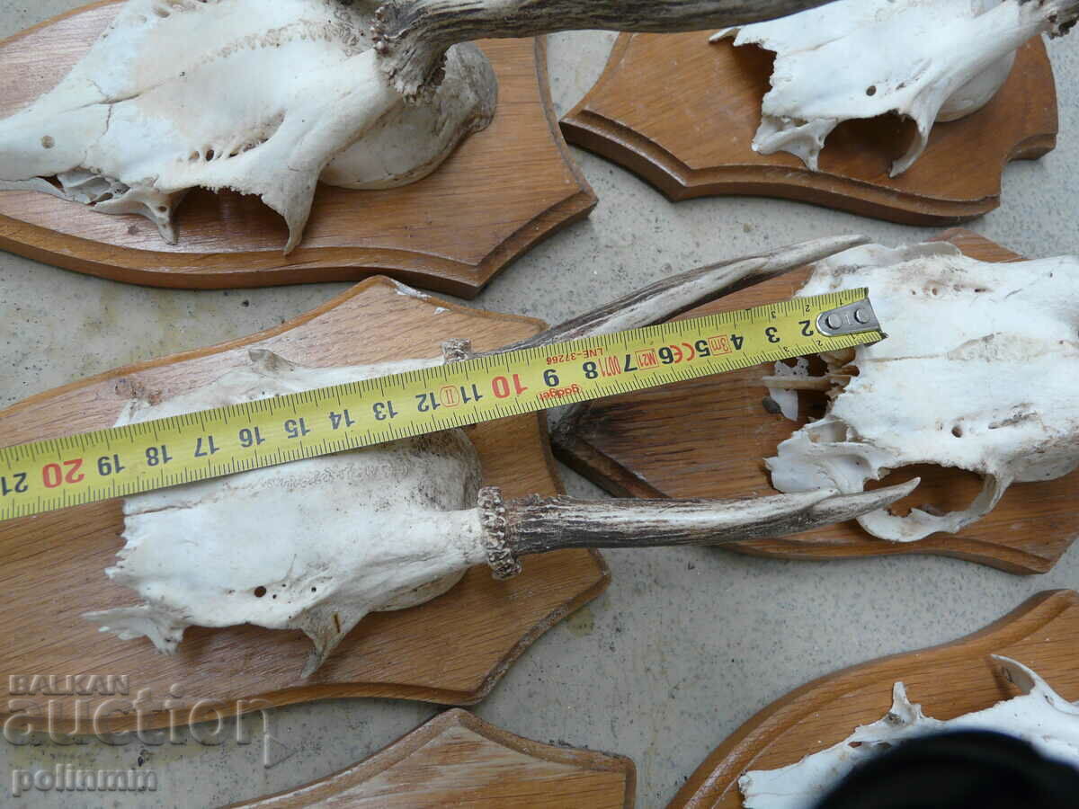 Delivery of Old German trophies - 6 pieces Delivery of Old German trophies - 6 pieces