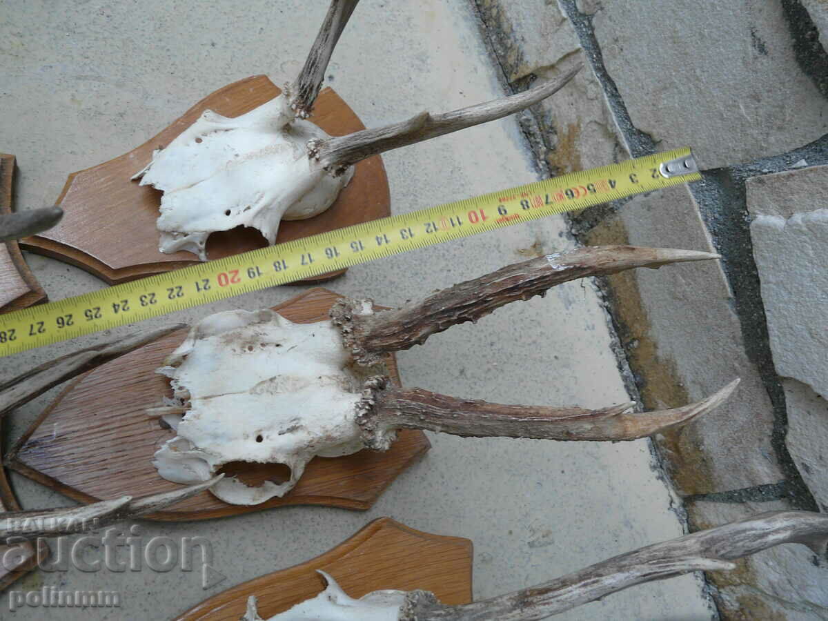 Old German trophies - 6 pieces - 6 Old German trophies - 6 pieces - 6