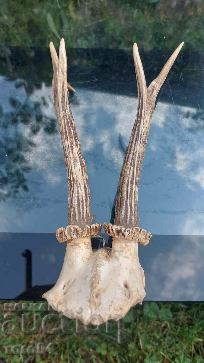 trofeu cu preț 40.50 BGN | € 20.71 trofeu cu preț 40.50 BGN | € 20.71