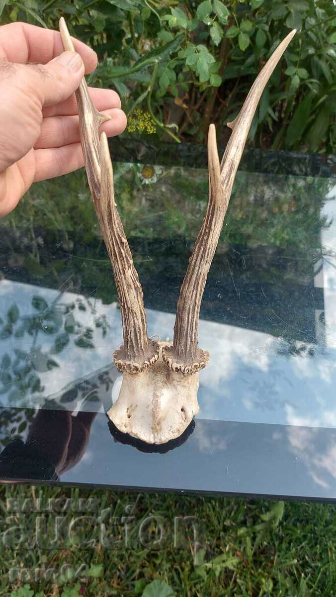 Licitație trofeu Licitație trofeu