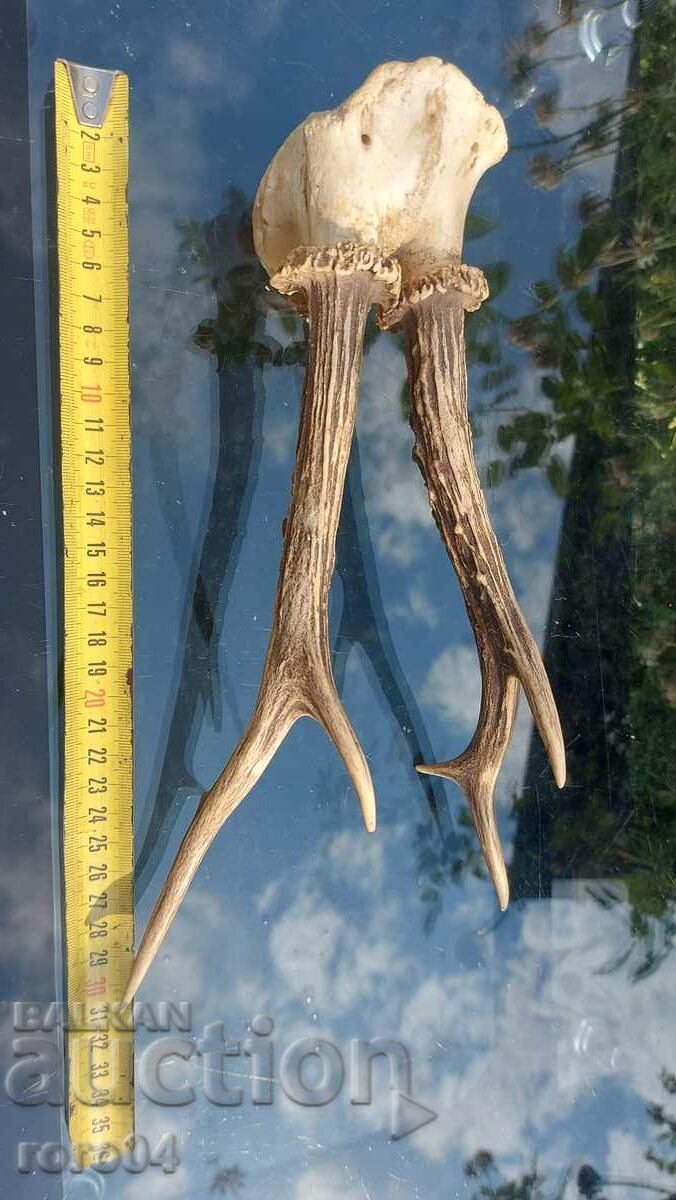 trofeu - 5 trofeu - 5