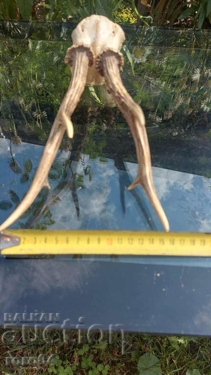 trofeu - 7 trofeu - 7