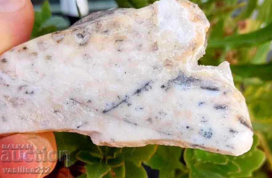 Coral, fossil with price 5.00 BGN | € 2.56 Coral, fossil with price 5.00 BGN | € 2.56