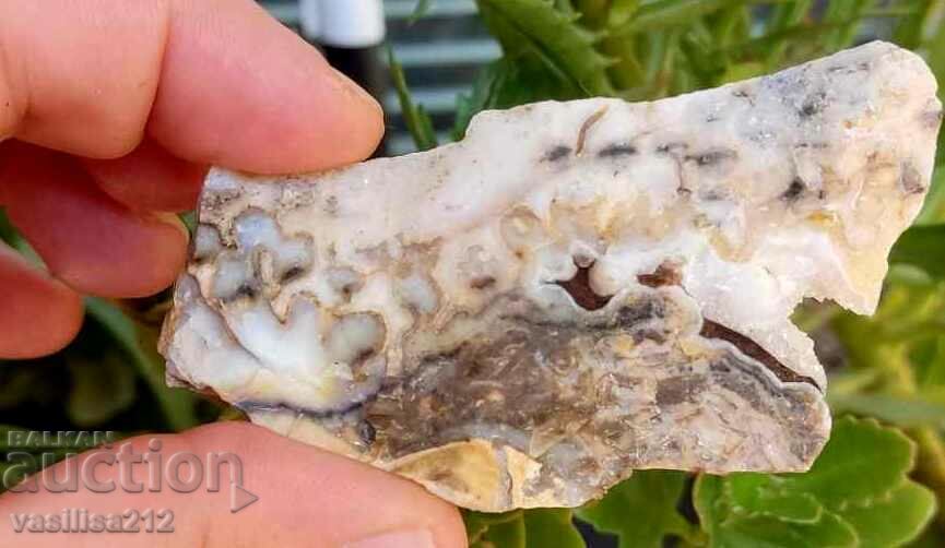 Auction Coral, fossil Auction Coral, fossil