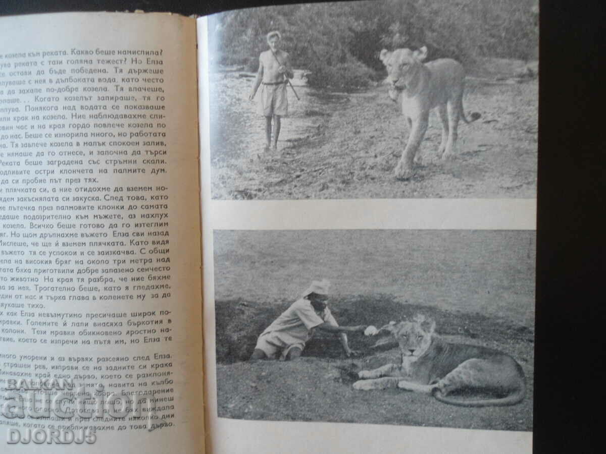 Auction  The lizard Elsa