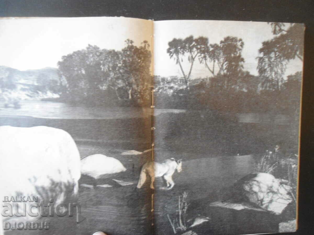 Delivery of The lizard Elsa