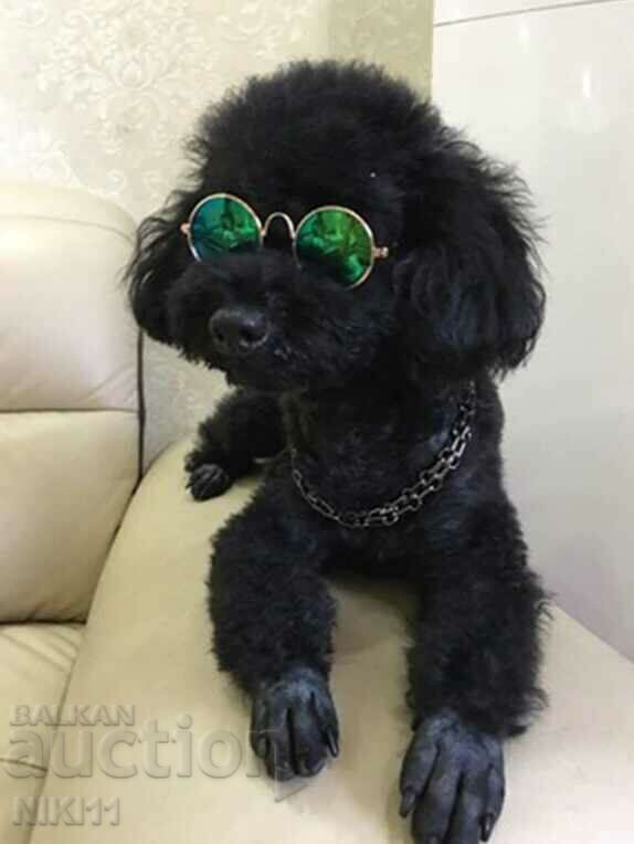 Auction Sunglasses for cats and dogs Auction Sunglasses for cats and dogs