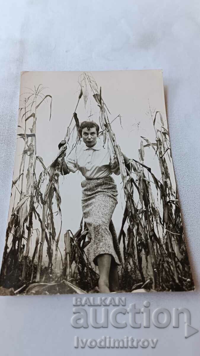 Postcard Young woman in a cornfield