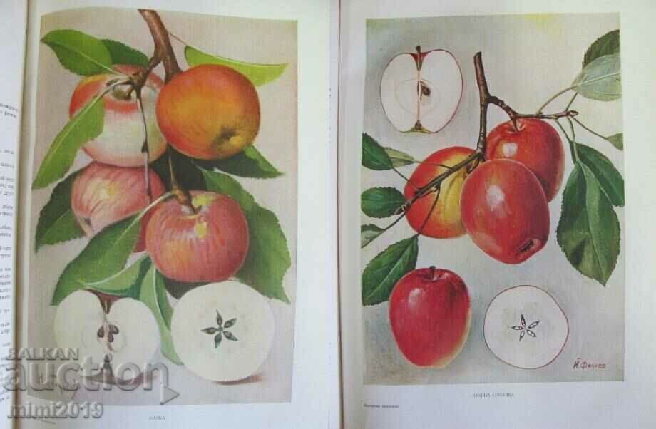 1958 Book Bulgarian Pomology Volume 1 - 5 1958 Book Bulgarian Pomology Volume 1 - 5