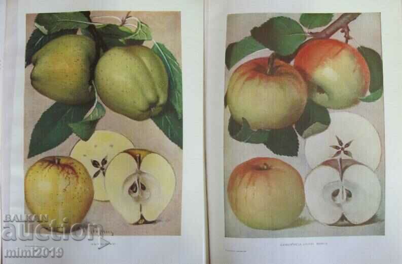 1958 Book Bulgarian Pomology Volume 1 - 6 1958 Book Bulgarian Pomology Volume 1 - 6