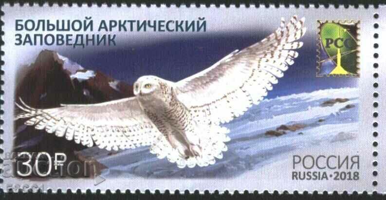 Pure Mark Arctic Reserve Fauna Bird Bufniță 2018 Rusia