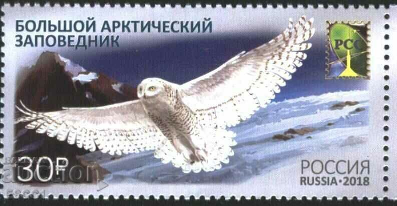 Pure Mark Arctic Reserve Fauna Bird Owl 2018 Ρωσία