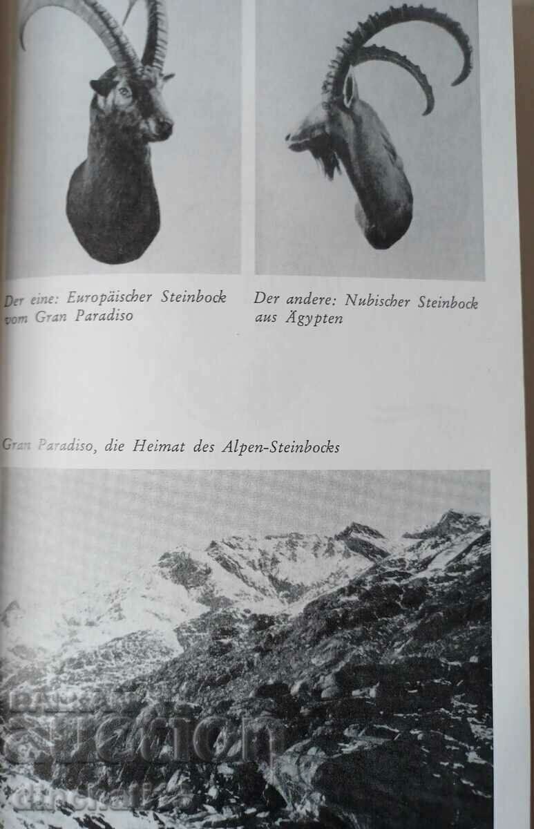 Bergteufel und Wüstenböcke - 5