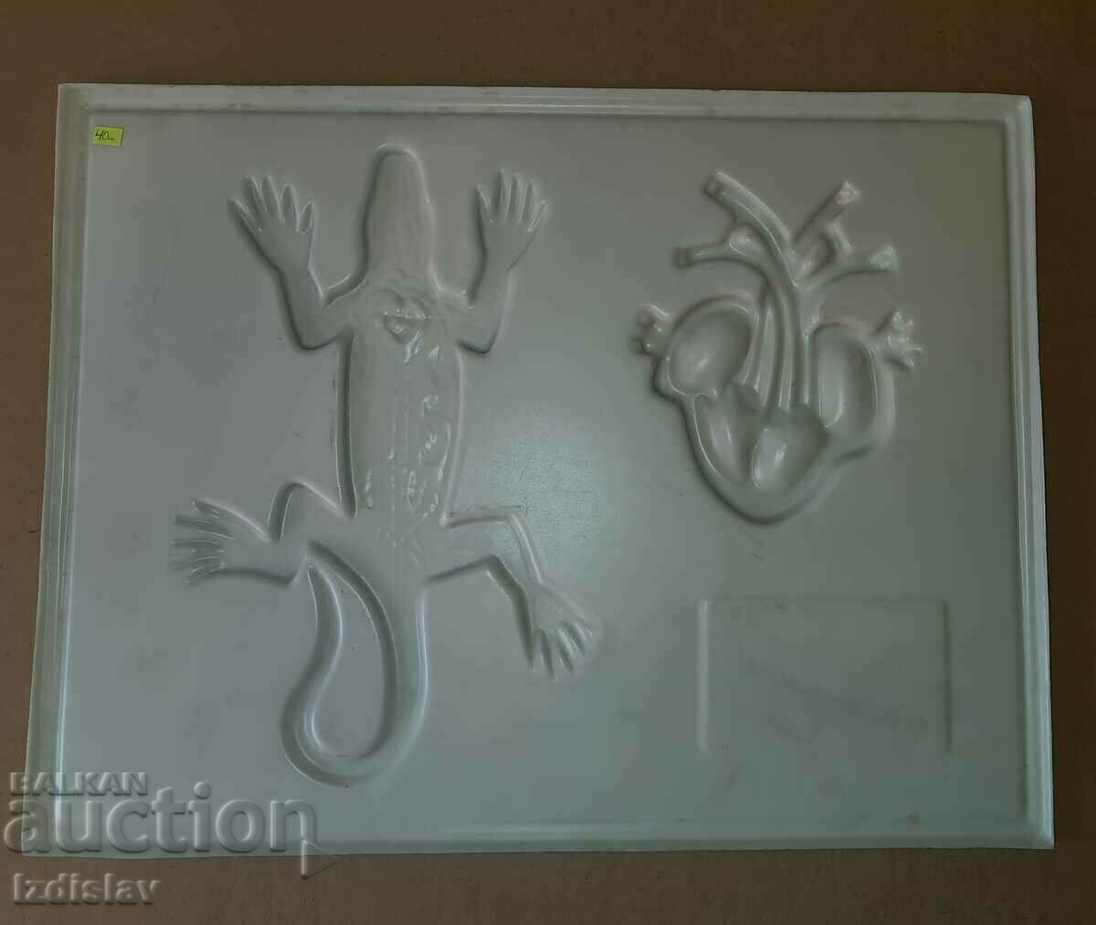 Vechi manual de biologie de la Sotsa cu preț € 21.00 | 41.07 BGN