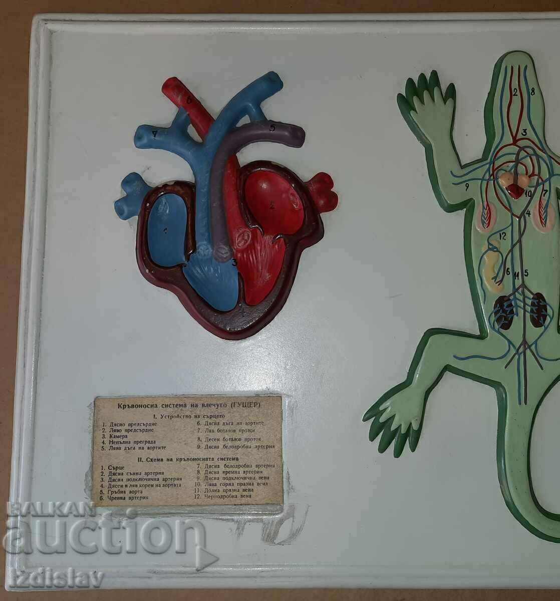 Licitație Vechi manual de biologie de la Sotsa