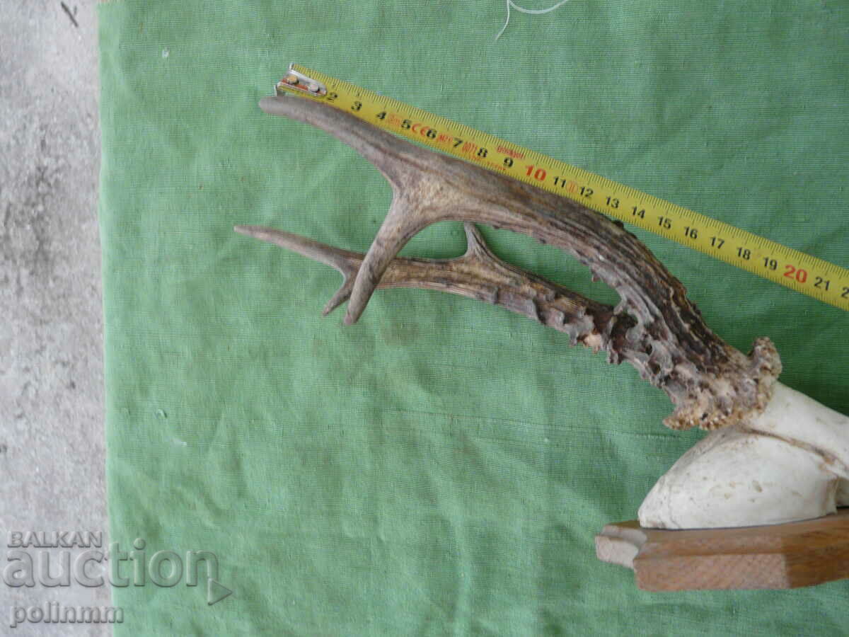 Trofeul Căpriorului Vechi German - 11 cu preț 60.00 BGN | € 30.68