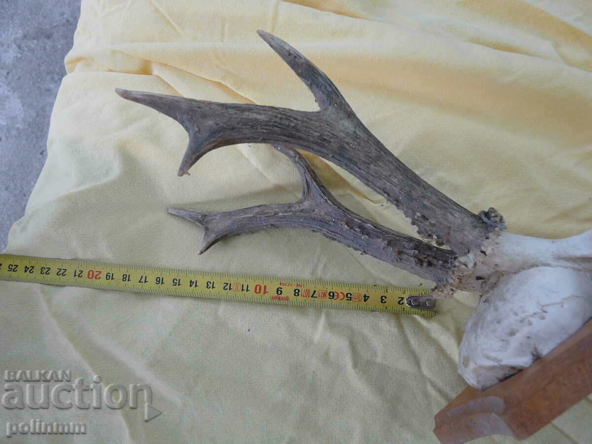 Old German Roe Deer Trophy - 12 with price 60.00 BGN | € 30.68