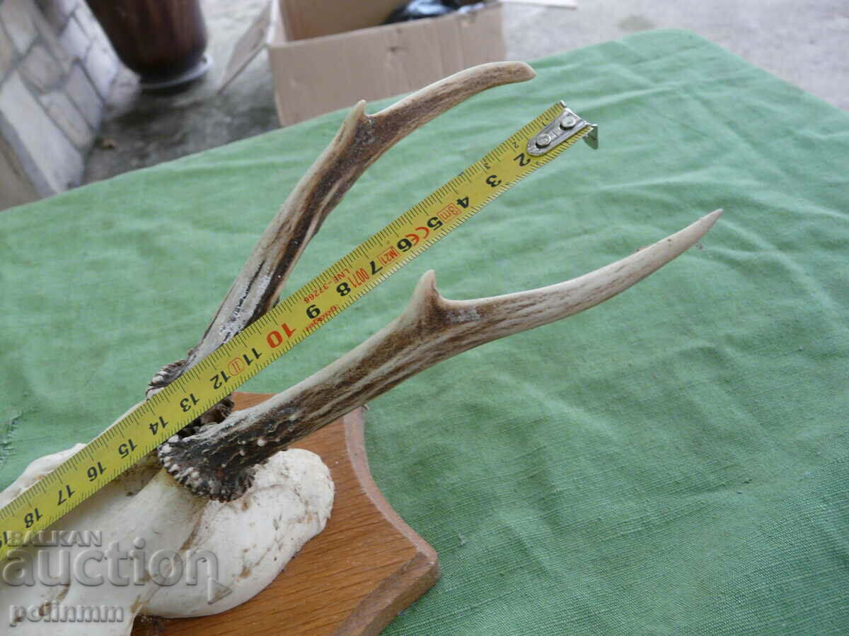 Trofeul căpriorului vechi german - 14 cu preț 40.00 BGN | € 20.45 Trofeul căpriorului vechi german - 14 cu preț 40.00 BGN | € 20.45