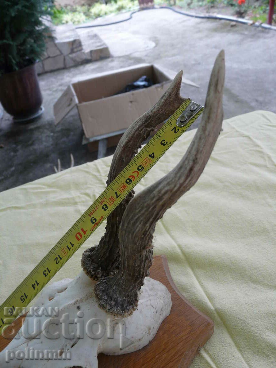 Trofeul Căpriorului Vechi German - 15 cu preț 40.00 BGN | € 20.45 Trofeul Căpriorului Vechi German - 15 cu preț 40.00 BGN | € 20.45