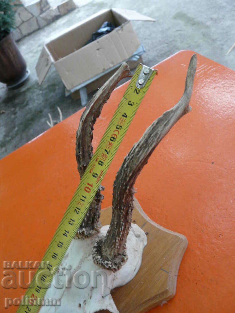 Trofeul Căpriorului Vechi German - 16 cu preț 40.00 BGN | € 20.45 Trofeul Căpriorului Vechi German - 16 cu preț 40.00 BGN | € 20.45