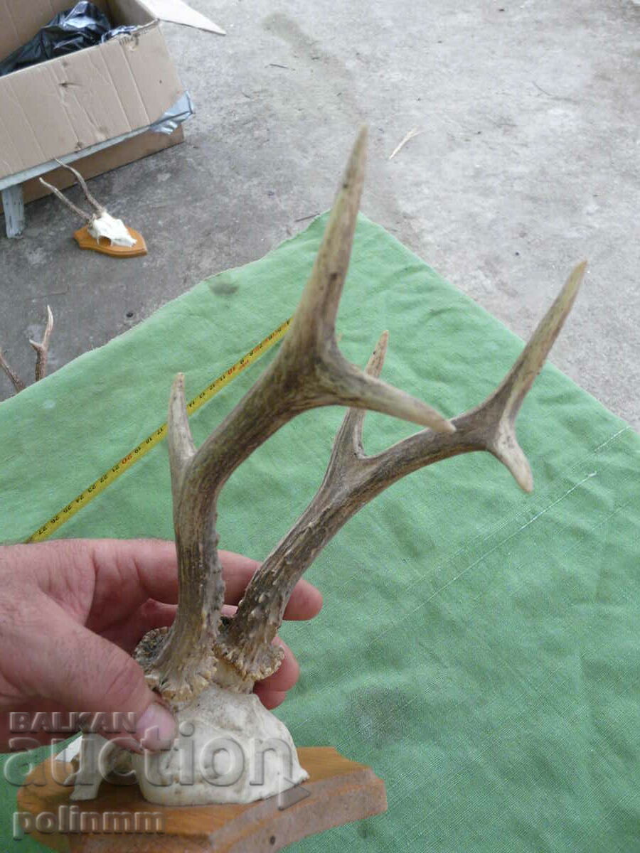 Trofeul Căpriorului Vechi German - 17 cu preț 100.00 BGN | € 51.13 Trofeul Căpriorului Vechi German - 17 cu preț 100.00 BGN | € 51.13