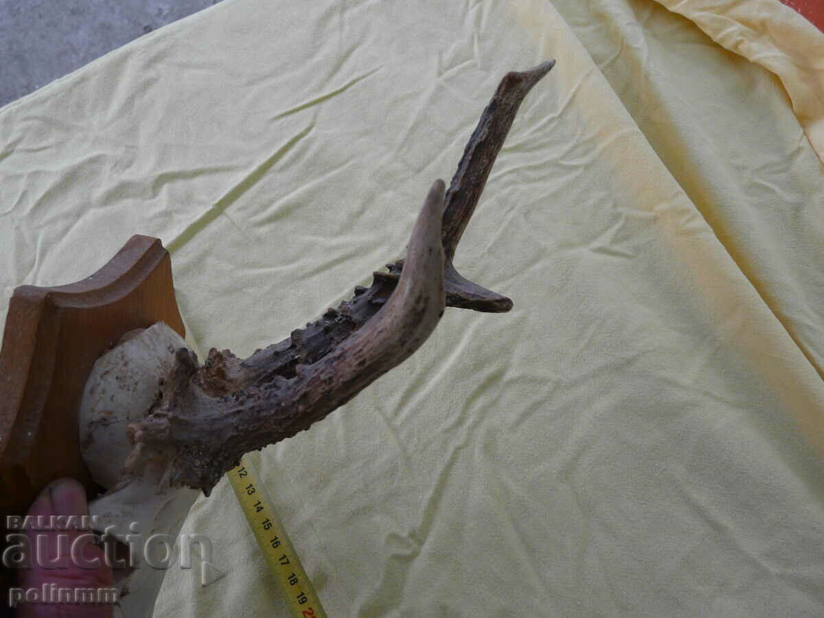 Trofeul Căpriorului Vechi German - 18 cu preț 100.00 BGN | € 51.13 Trofeul Căpriorului Vechi German - 18 cu preț 100.00 BGN | € 51.13