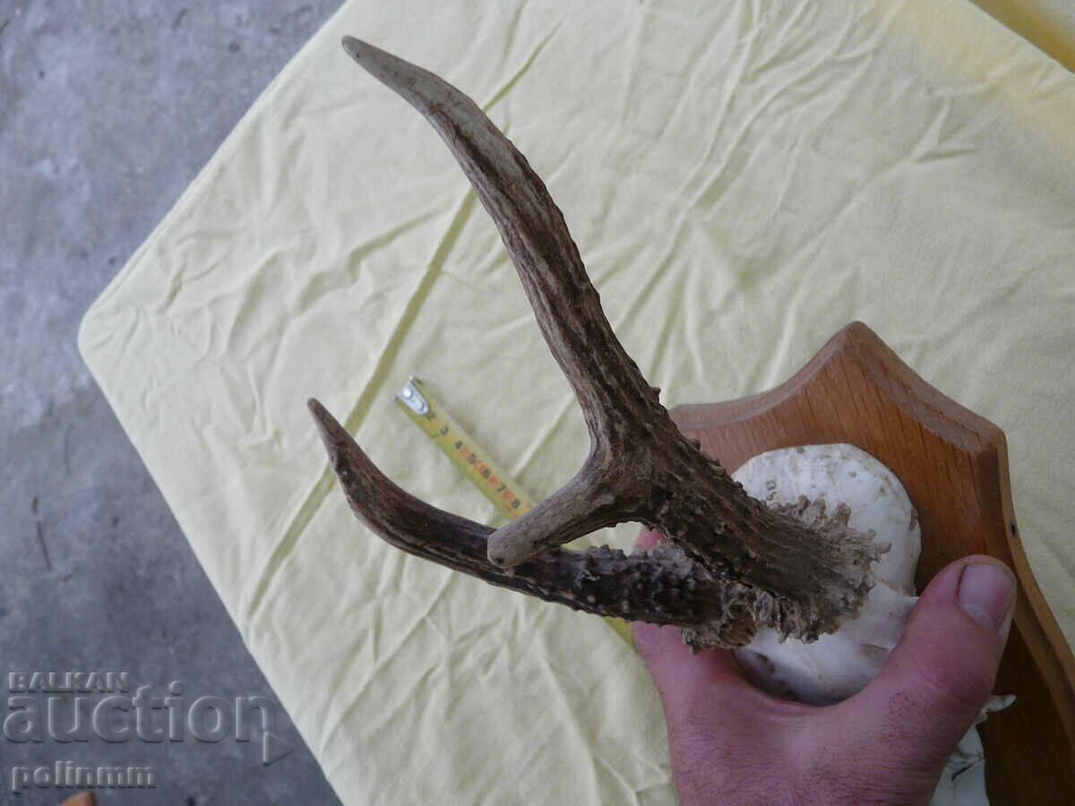 Licitație Trofeul Căpriorului Vechi German - 18 Licitație Trofeul Căpriorului Vechi German - 18