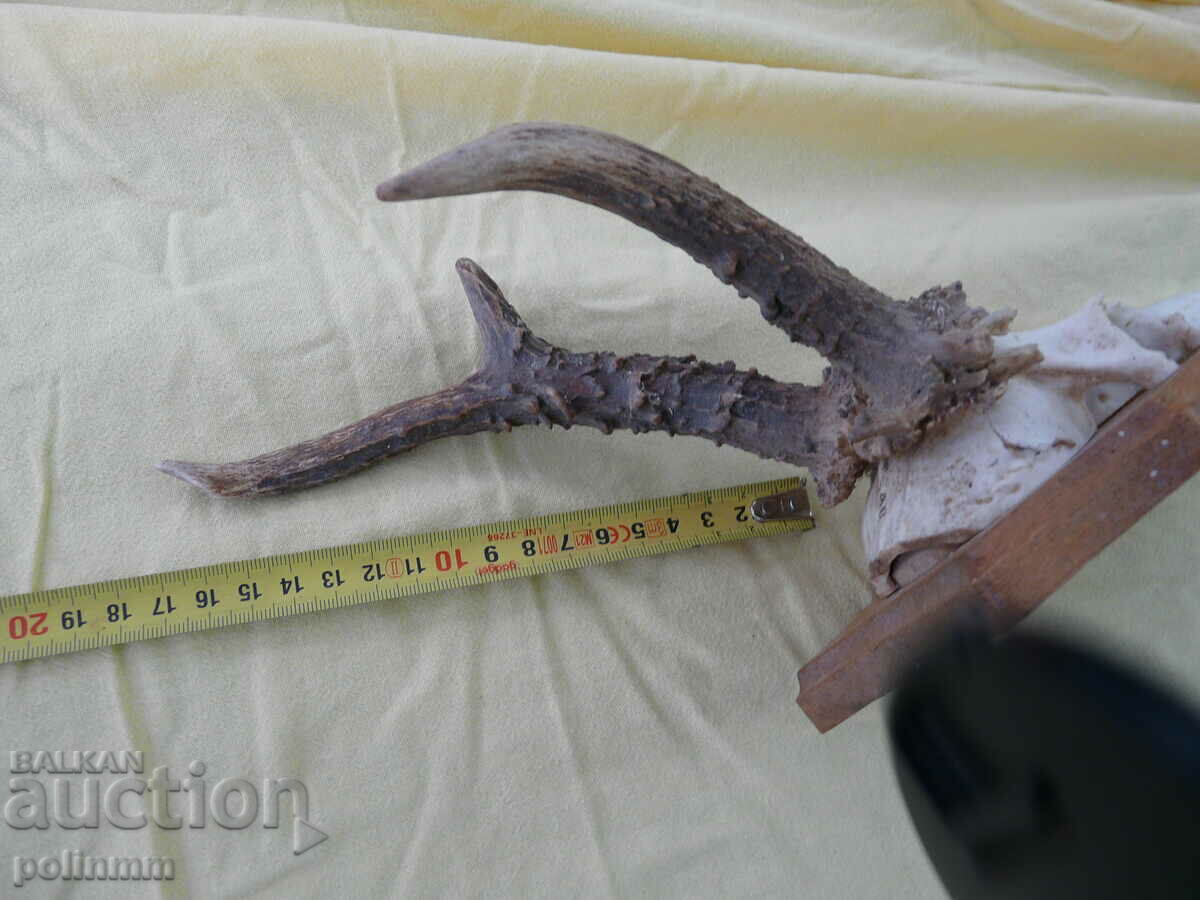 Livrarea Trofeul Căpriorului Vechi German - 18 Livrarea Trofeul Căpriorului Vechi German - 18